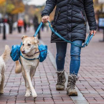 Preview: Kurgo RSG Stub Leash Blau